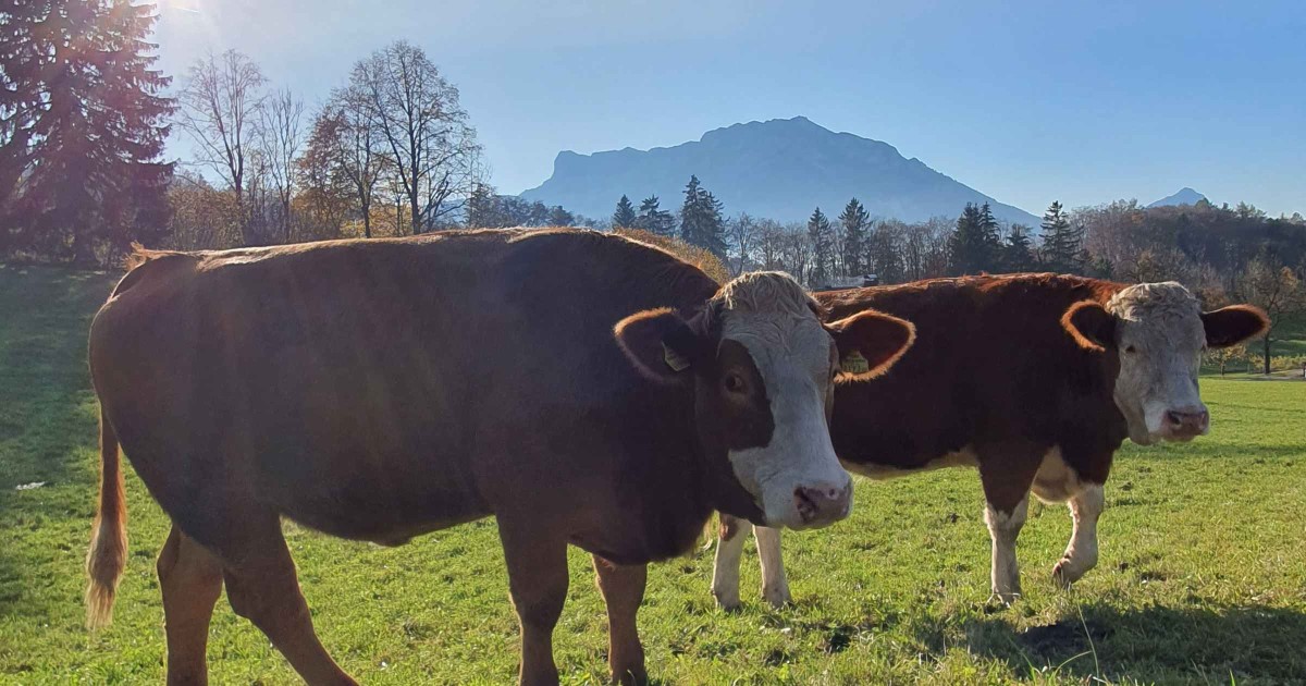 Kühe St. Jakob im Herbst © TVB Puch